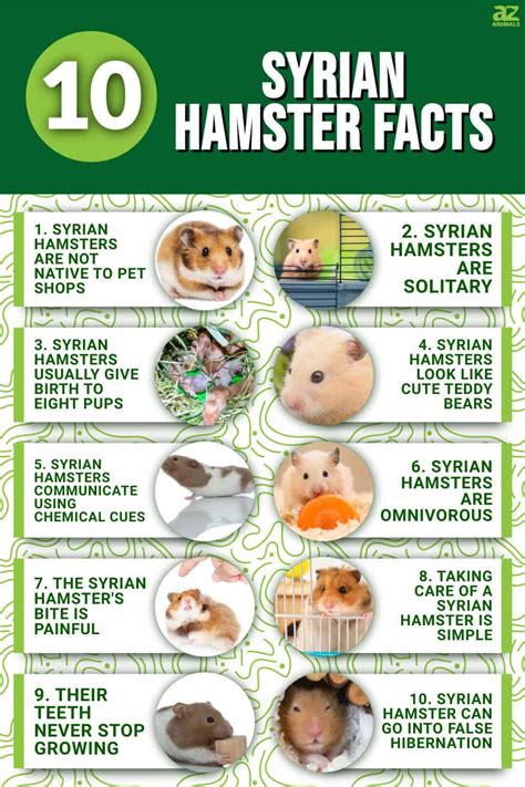 hamster ball for syrian hamster|How to Care for Syrian Hamsters (with Pictures) .